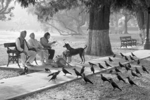 Disciplined Pets - Awarded