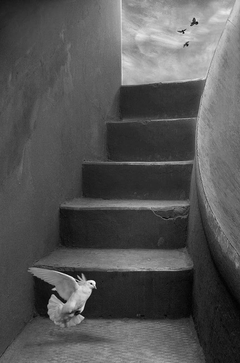 Flight for Freedom - Awarded