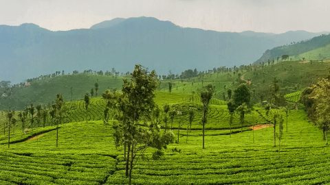 The Sweeping Panorama